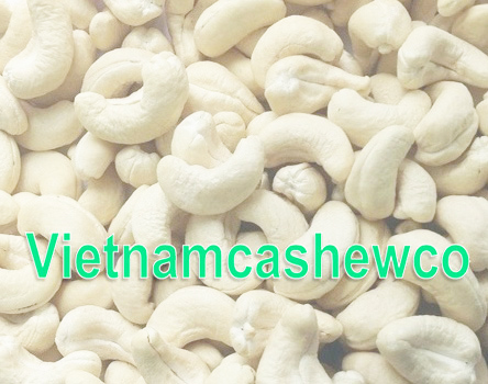 Cashew Nut WW240 18 cashew nut ww240