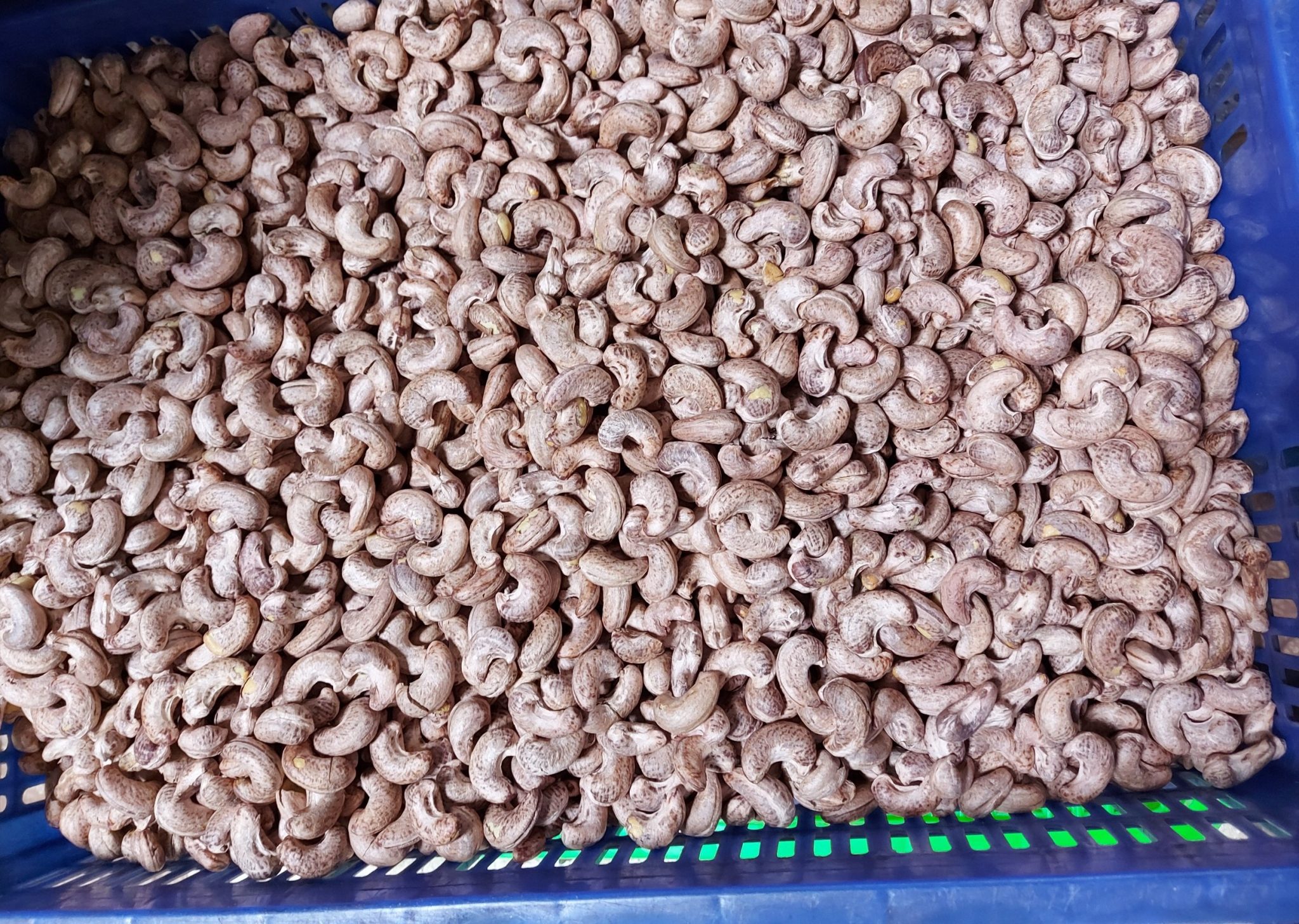 Salt Roasted Testa Cashew Nuts W180 VIETNAM CASHEW