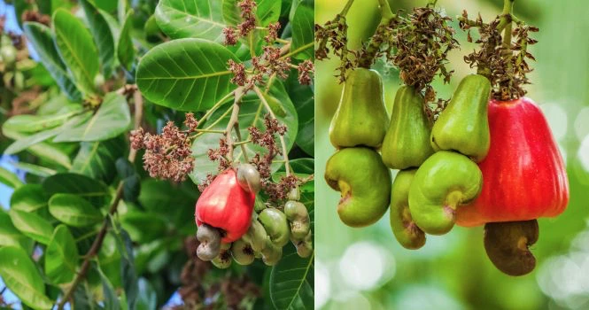 effects of cashew nut